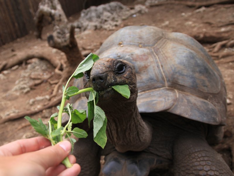 Schildpadden zoeken Zanzibar